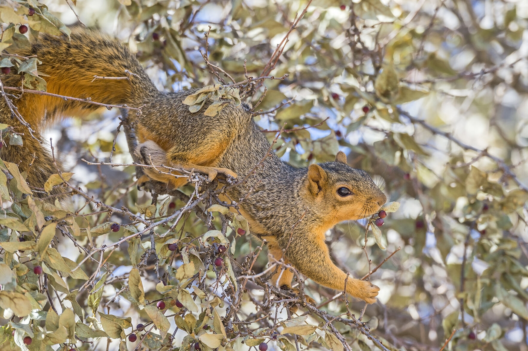 Fox squirrel Waterton